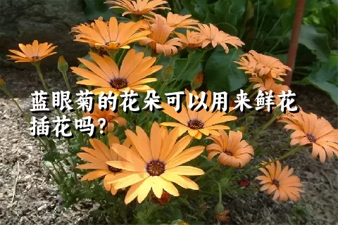 蓝眼菊的花朵可以用来鲜花插花吗？