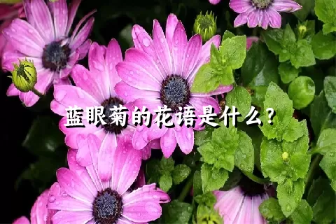 蓝眼菊的花语是什么？
