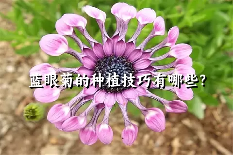 蓝眼菊的种植技巧有哪些？