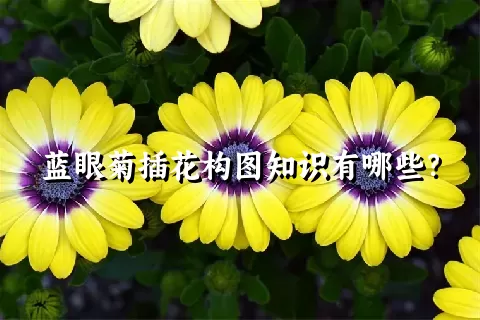 蓝眼菊插花构图知识有哪些？