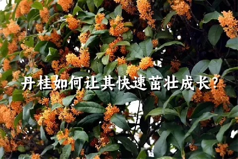 丹桂如何让其快速茁壮成长？