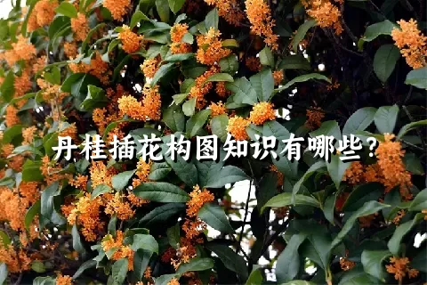 丹桂插花构图知识有哪些？
