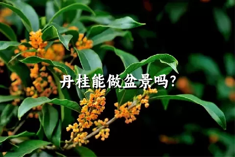 丹桂能做盆景吗？