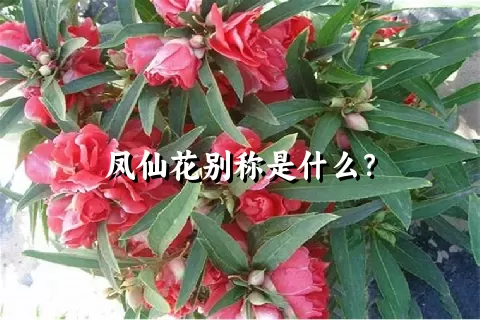 凤仙花别称是什么？
