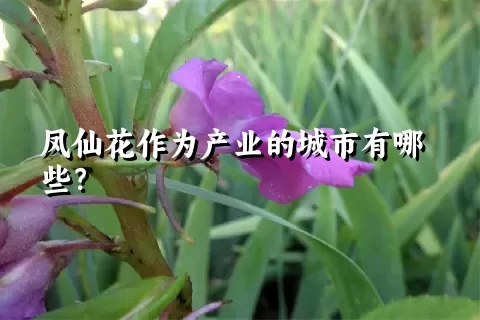 凤仙花作为产业的城市有哪些？