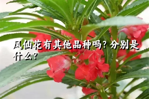 凤仙花有其他品种吗？分别是什么？