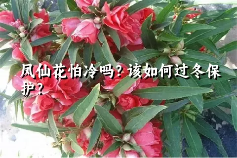 凤仙花怕冷吗？该如何过冬保护？