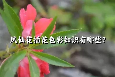 凤仙花插花色彩知识有哪些？