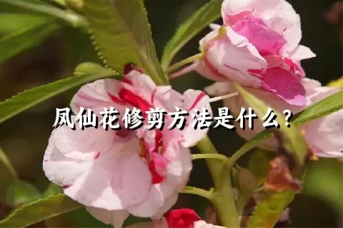 凤仙花修剪方法是什么？