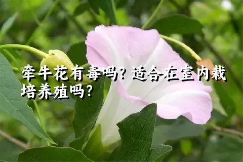牵牛花有毒吗？适合在室内栽培养殖吗？