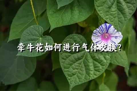 牵牛花如何进行气体交换？