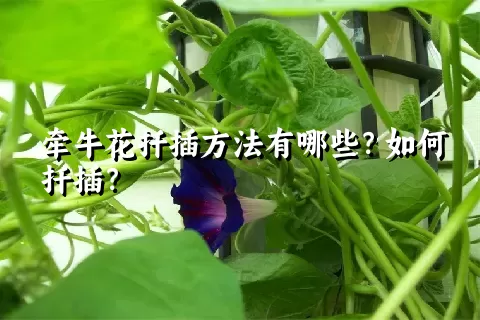 牵牛花扦插方法有哪些？如何扦插？