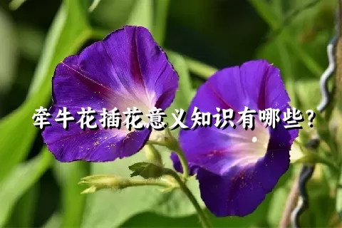 牵牛花插花意义知识有哪些？
