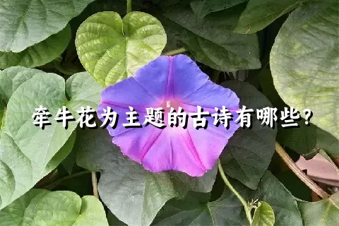 牵牛花为主题的古诗有哪些？