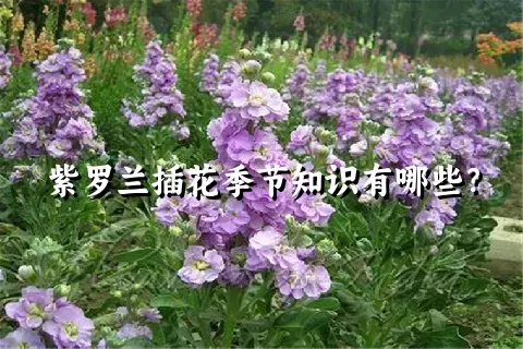 紫罗兰插花季节知识有哪些？