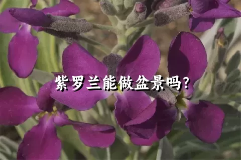 紫罗兰能做盆景吗？
