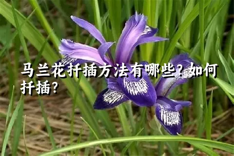 马兰花扦插方法有哪些？如何扦插？