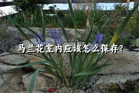 马兰花室内应该怎么保存？