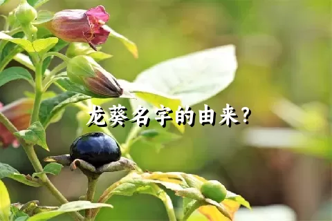 龙葵名字的由来？