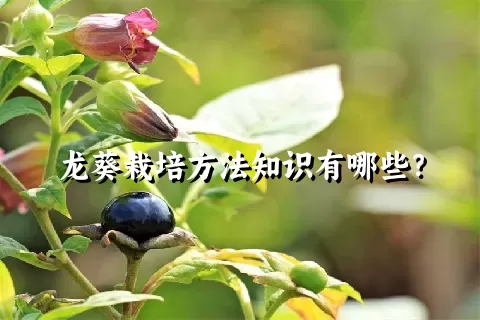 龙葵栽培方法知识有哪些？