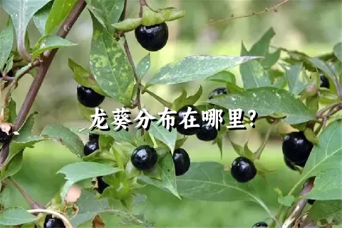 龙葵分布在哪里?