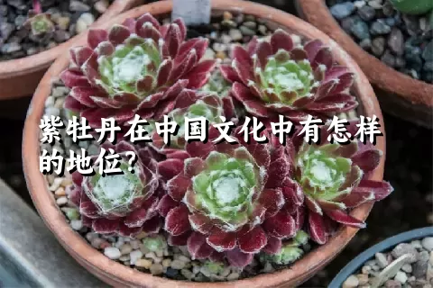 紫牡丹在中国文化中有怎样的地位？