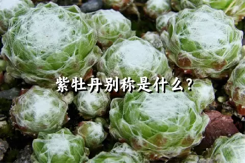 紫牡丹别称是什么？