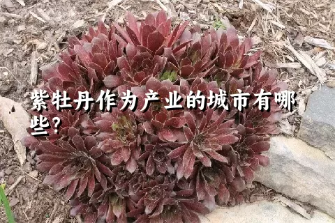 紫牡丹作为产业的城市有哪些？