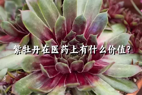 紫牡丹在医药上有什么价值？
