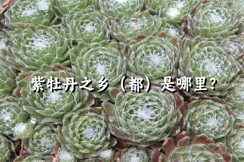 紫牡丹之乡（都）是哪里？