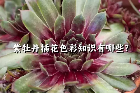 紫牡丹插花色彩知识有哪些？