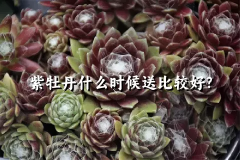 紫牡丹什么时候送比较好？