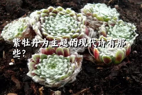 紫牡丹为主题的现代诗有那些？
