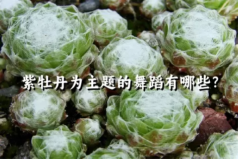 紫牡丹为主题的舞蹈有哪些？