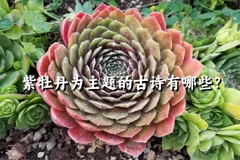 紫牡丹为主题的古诗有哪些？