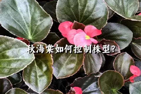 秋海棠如何控制株型？