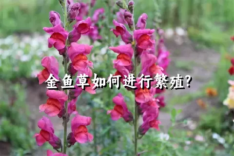 金鱼草如何进行繁殖?