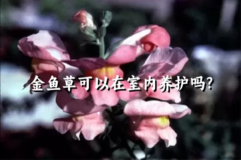 金鱼草可以在室内养护吗?