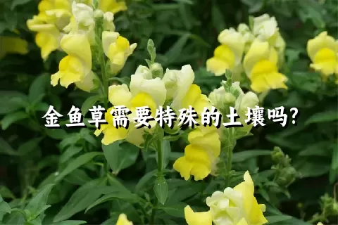 金鱼草需要特殊的土壤吗?