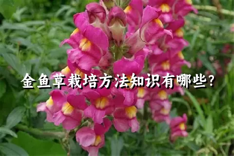 金鱼草栽培方法知识有哪些？