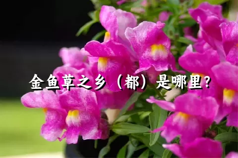 金鱼草之乡（都）是哪里？