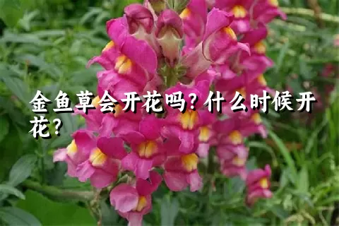 金鱼草会开花吗？什么时候开花？