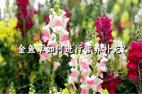 金鱼草如何进行营养补充？