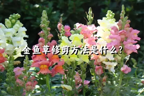 金鱼草修剪方法是什么？