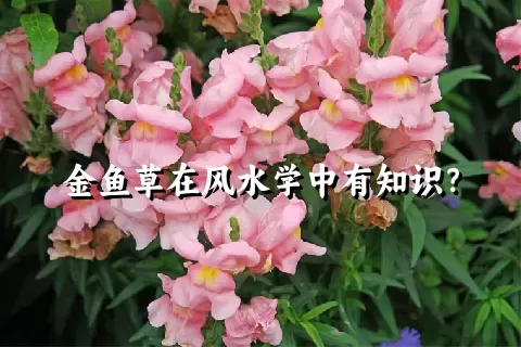 金鱼草在风水学中有知识？
