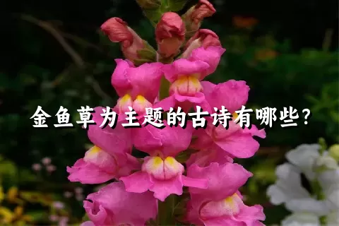 金鱼草为主题的古诗有哪些？