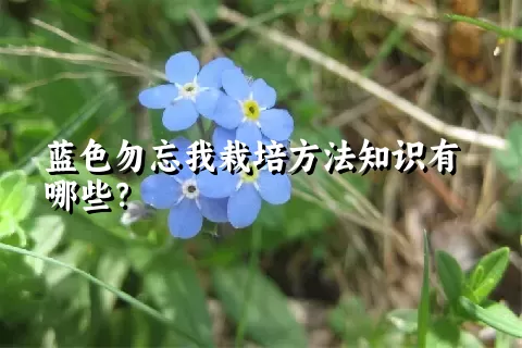蓝色勿忘我栽培方法知识有哪些？