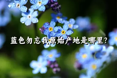 蓝色勿忘我原始产地是哪里？