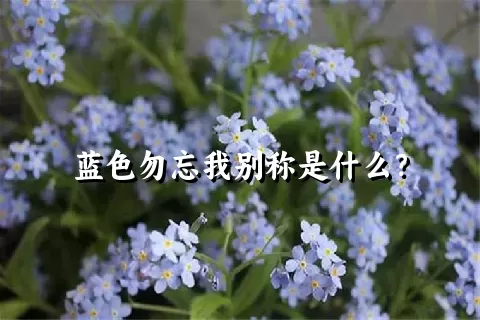 蓝色勿忘我别称是什么？