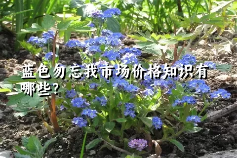 蓝色勿忘我市场价格知识有哪些？